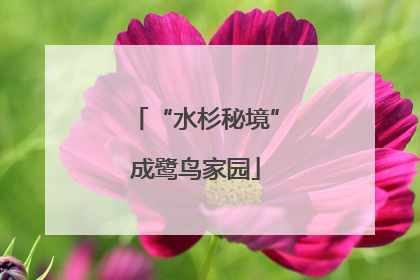 “水杉秘境”成鹭鸟家园