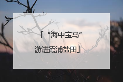 “海中宝马”游进霞浦盐田