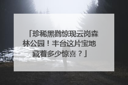 珍稀黑鹳惊现云岗森林公园！丰台这片宝地藏着多少惊喜？