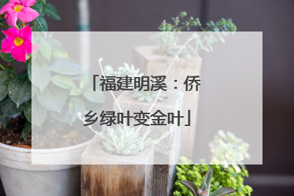 福建明溪：侨乡绿叶变金叶