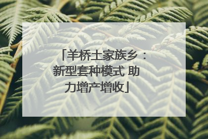 羊桥土家族乡：新型套种模式 助力增产增收