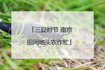 三夏时节 南京田间地头农作忙