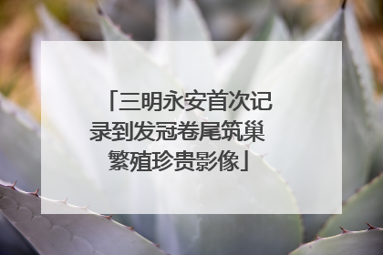 三明永安首次记录到发冠卷尾筑巢繁殖珍贵影像