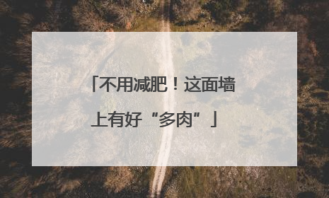 不用减肥！这面墙上有好“多肉”