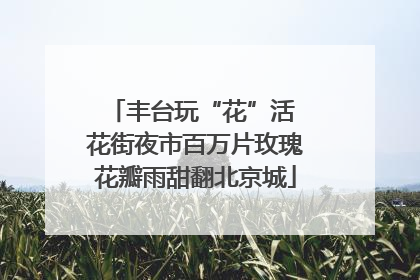 丰台玩“花”活 花街夜市百万片玫瑰花瓣雨甜翻北京城