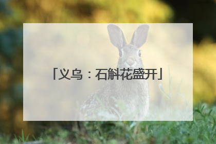 义乌：石斛花盛开