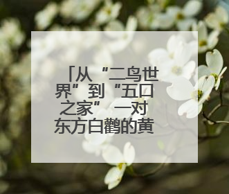 从“二鸟世界”到“五口之家” 一对东方白鹳的黄河口之恋