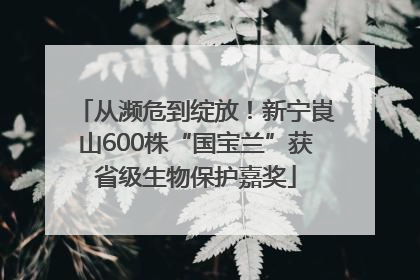 从濒危到绽放！新宁崀山600株“国宝兰”获省级生物保护嘉奖