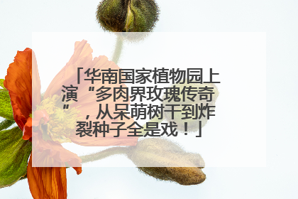 华南国家植物园上演“多肉界玫瑰传奇”，从呆萌树干到炸裂种子全是戏！