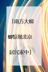 南方大蟑螂惊现北京居民家中