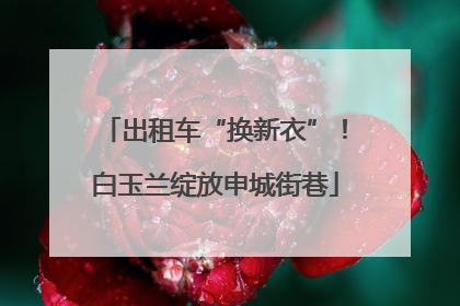 出租车“换新衣”！白玉兰绽放申城街巷