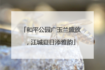 和平公园广玉兰盛放，江城夏日添雅韵