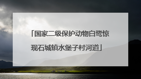 国家二级保护动物白鹭惊现石城镇水堡子村河道