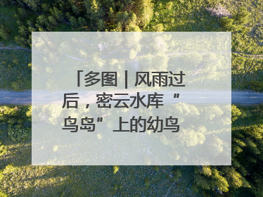 多图｜风雨过后，密云水库“鸟岛”上的幼鸟还好吗？
