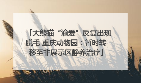 大熊猫“渝爱”反复出现脱毛 重庆动物园：暂时转移至非展示区静养治疗
