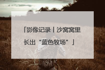 影像记录丨沙窝窝里长出“蓝色牧场”