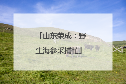 山东荣成：野生海参采捕忙