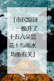 市民惊讶：一晚开了十五六朵昙花！与雨水均衡有关