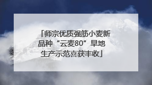 师宗优质强筋小麦新品种“云麦80”旱地生产示范喜获丰收
