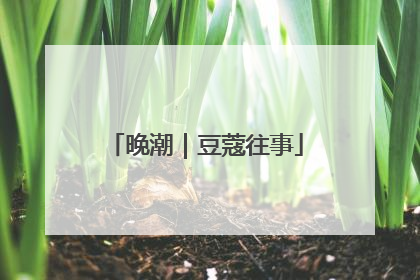 晚潮｜豆蔻往事