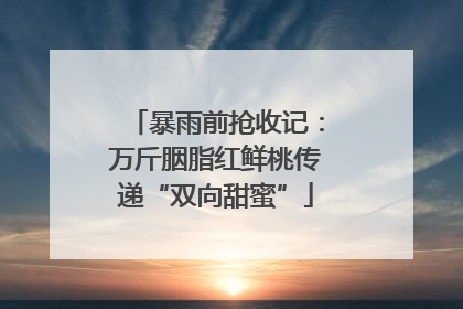 暴雨前抢收记：万斤胭脂红鲜桃传递“双向甜蜜”