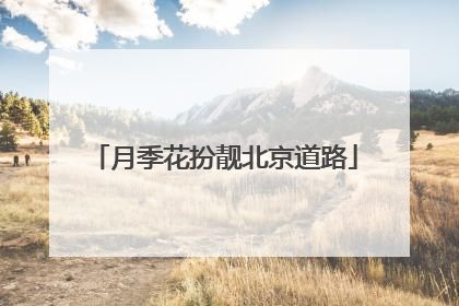 月季花扮靓北京道路