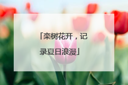 栾树花开，记录夏日浪漫