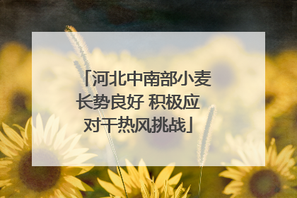 河北中南部小麦长势良好 积极应对干热风挑战
