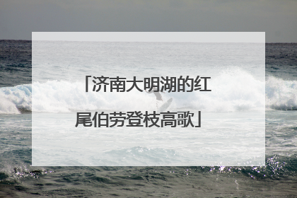 济南大明湖的红尾伯劳登枝高歌