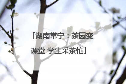 湖南常宁：茶园变课堂 学生采茶忙