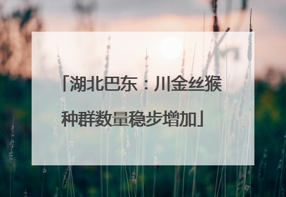 湖北巴东：川金丝猴种群数量稳步增加