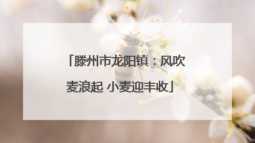滕州市龙阳镇：风吹麦浪起 小麦迎丰收