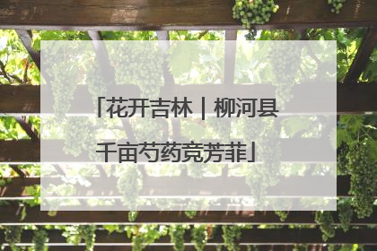 花开吉林｜柳河县千亩芍药竞芳菲