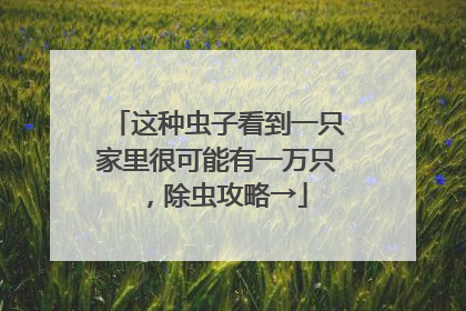 这种虫子看到一只家里很可能有一万只，除虫攻略→