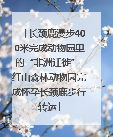 长颈鹿漫步400米完成动物园里的“非洲迁徙” 红山森林动物园完成怀孕长颈鹿步行转运