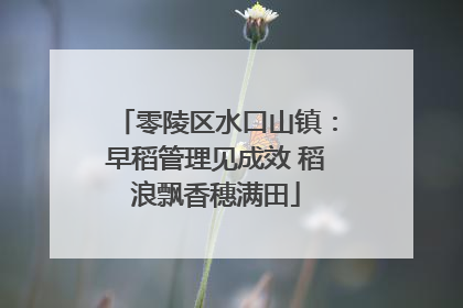 零陵区水口山镇：早稻管理见成效 稻浪飘香穗满田