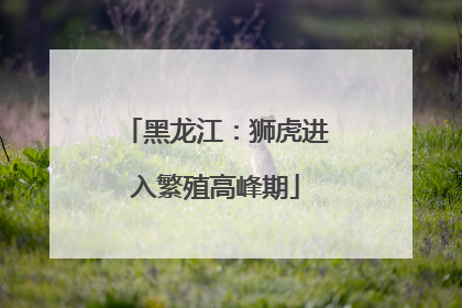 黑龙江：狮虎进入繁殖高峰期