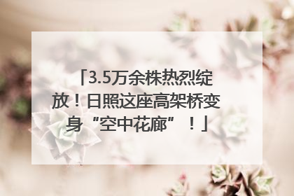 3.5万余株热烈绽放！日照这座高架桥变身“空中花廊”！